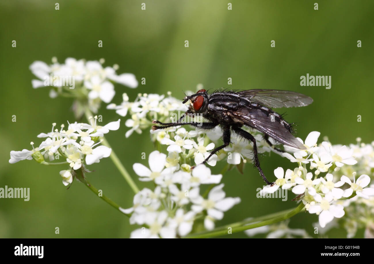 Bluebottle Stock Photo