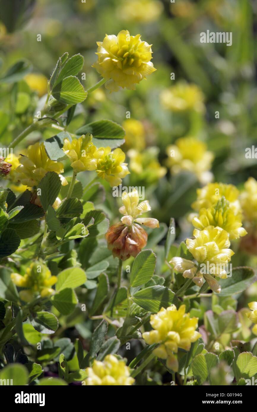 Field clover, Trifolium campestre, Hop trefoil Stock Photo