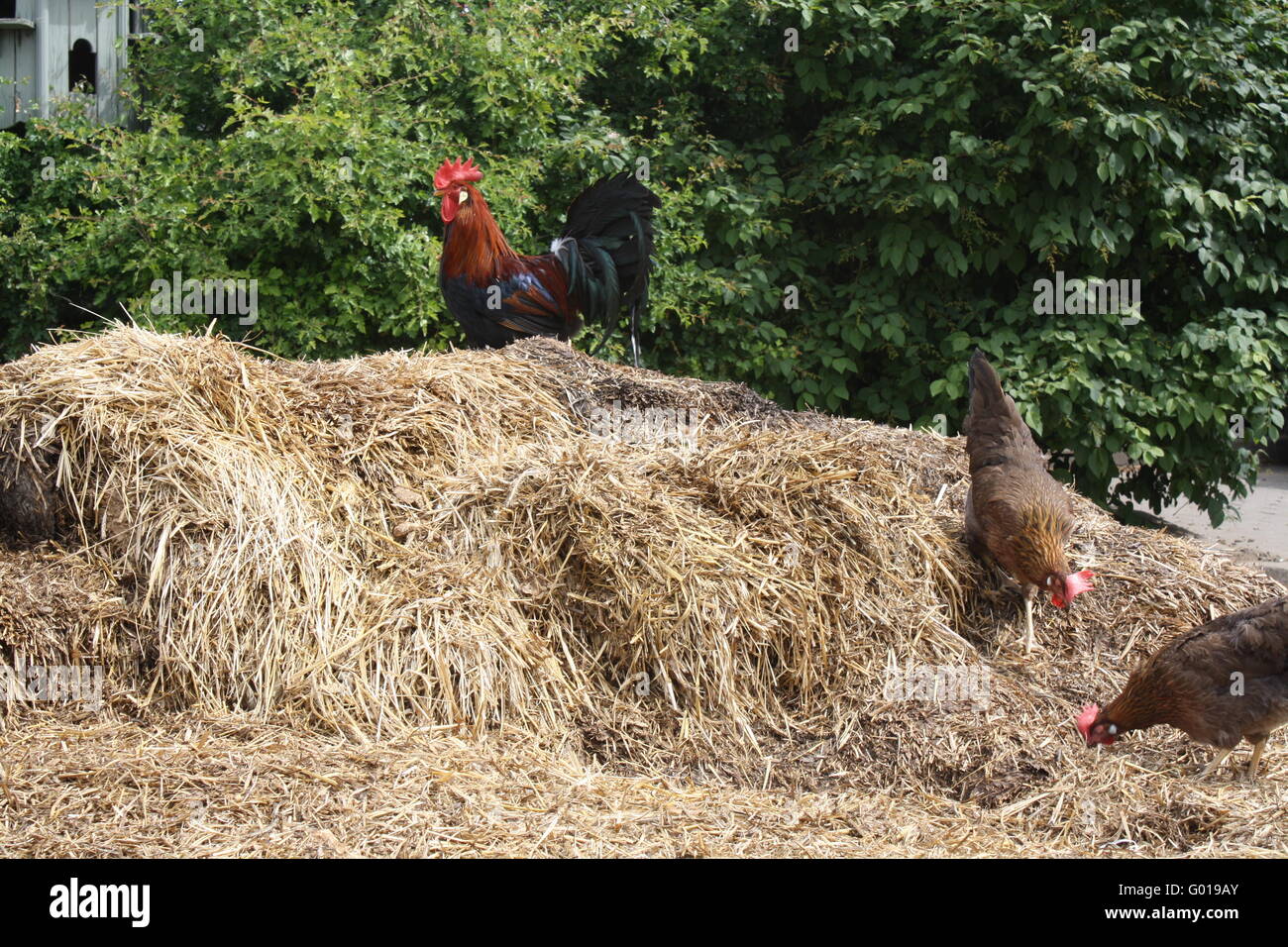 Chicken manure pile on Stock Photo