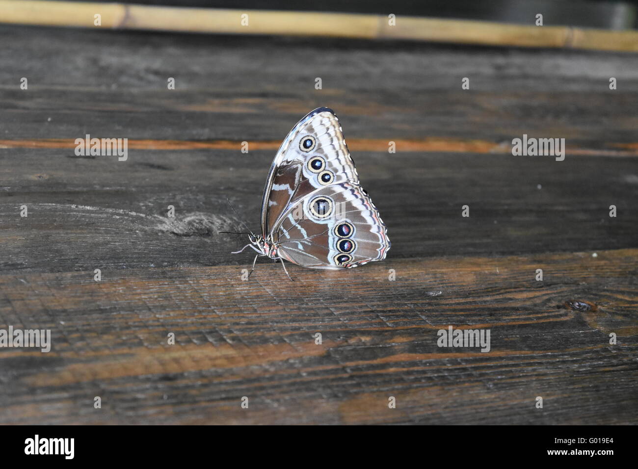 Blue Morpho Butterfly (Morpho peleides) Stock Photo