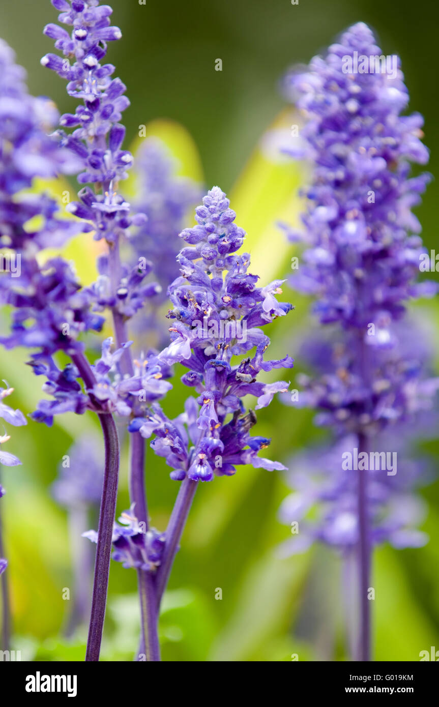 Close up of lavender flowers over green background Stock Photo