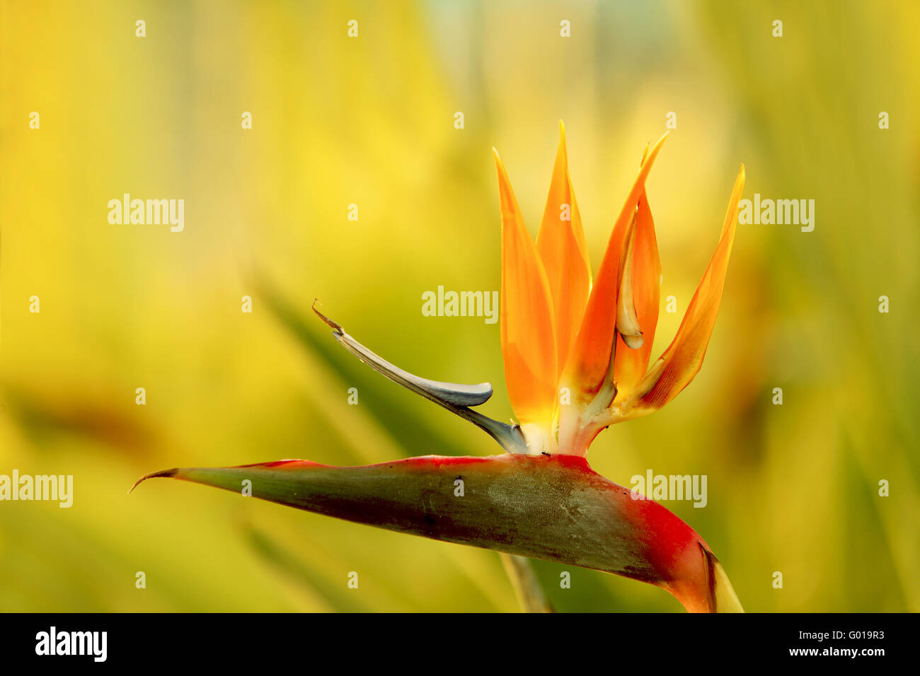 Strelitzia Stock Photo