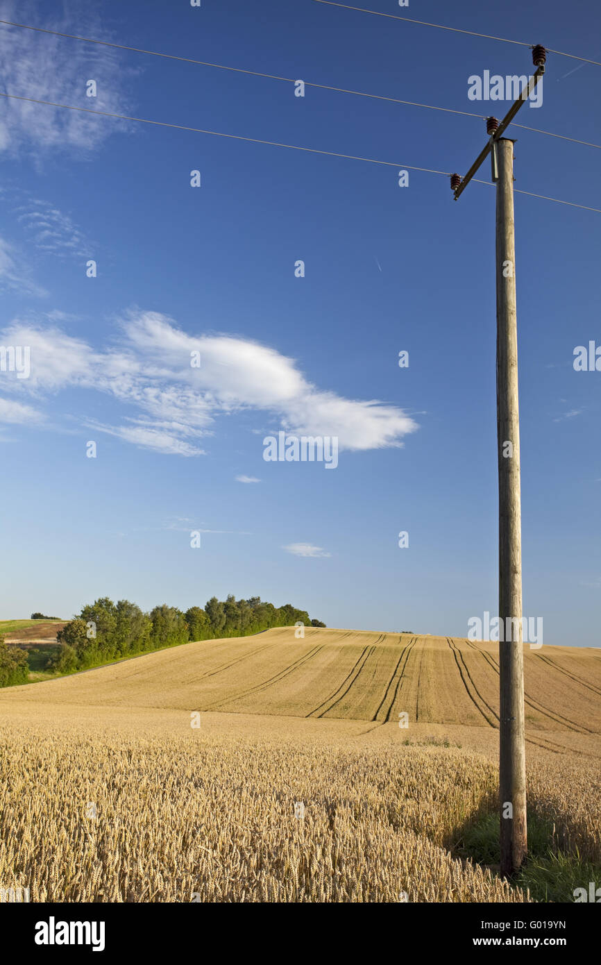 wheat field on a sunny day Stock Photo