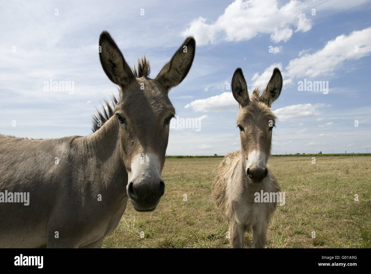 Donkey Hi-res Stock Photography And Images - Alamy