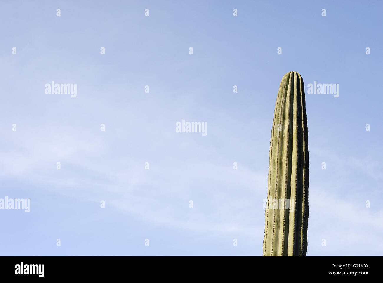 hochkaktus - big cactus Stock Photo