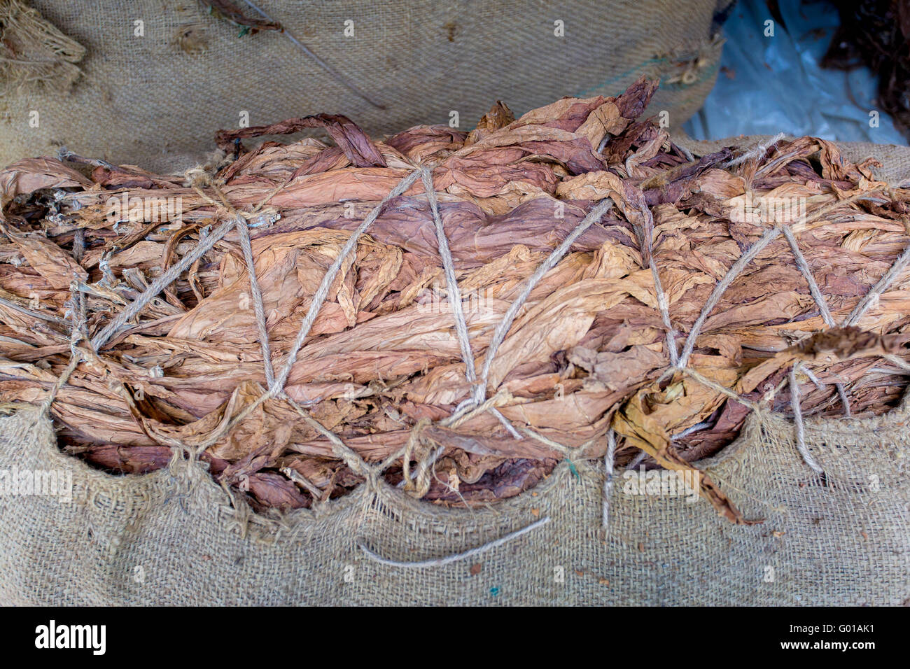 Tobacco in outside of Dhaka, manikganj, Bangladesh Stock Photo Alamy