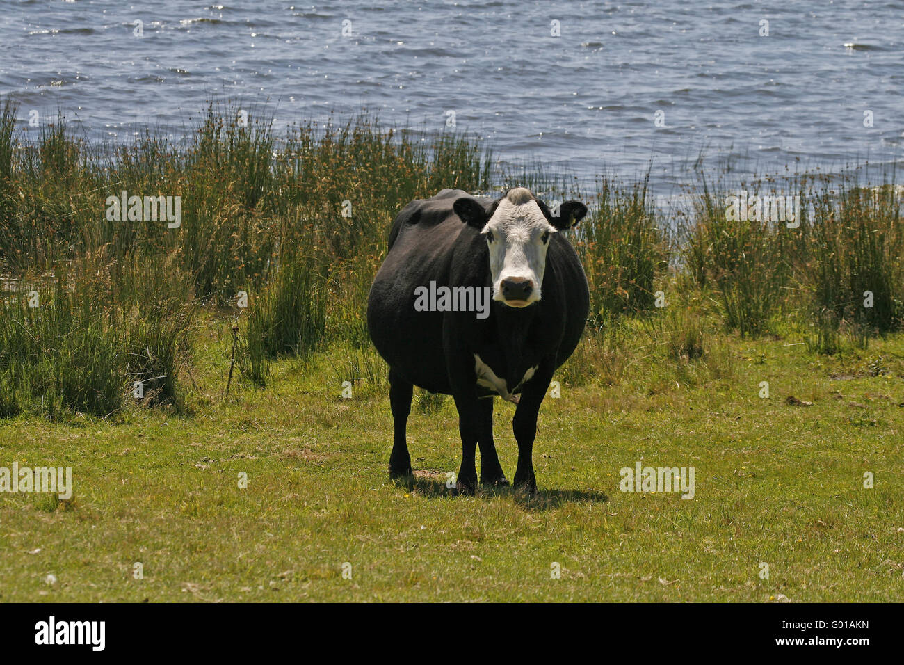 Cow on Bodmin Moor, Colli Ford Lake, Cornwall, southwest England - Black cow with white face at the Colli Ford lake, Cornwall, E Stock Photo