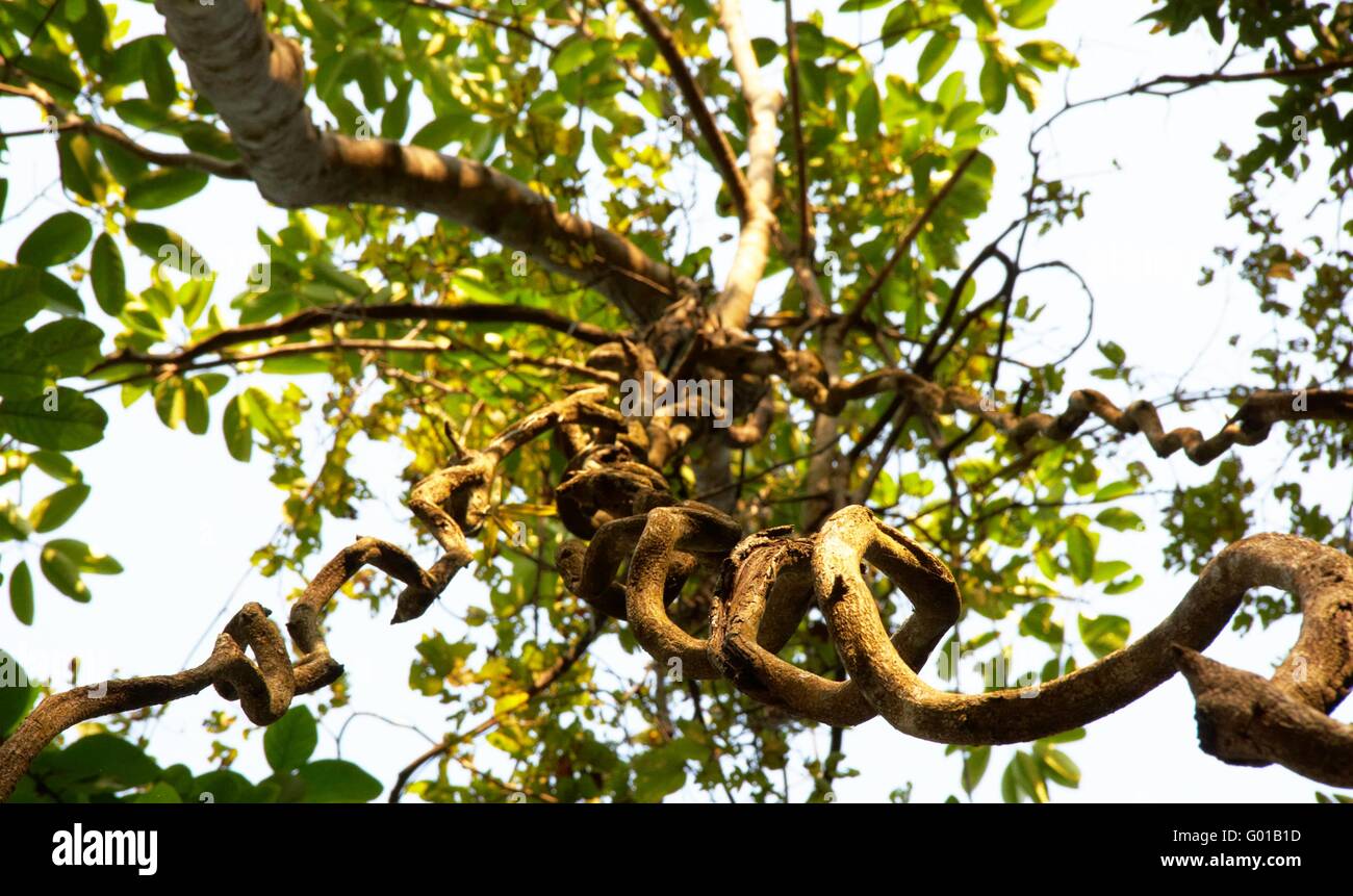Huge Tree Rvt Giant Tree in the rain forest Stock Photo - Alamy