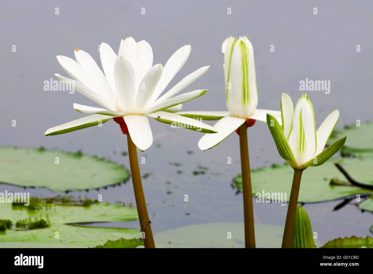 The blooming (detail) of white water lilies over water Stock Photo Alamy