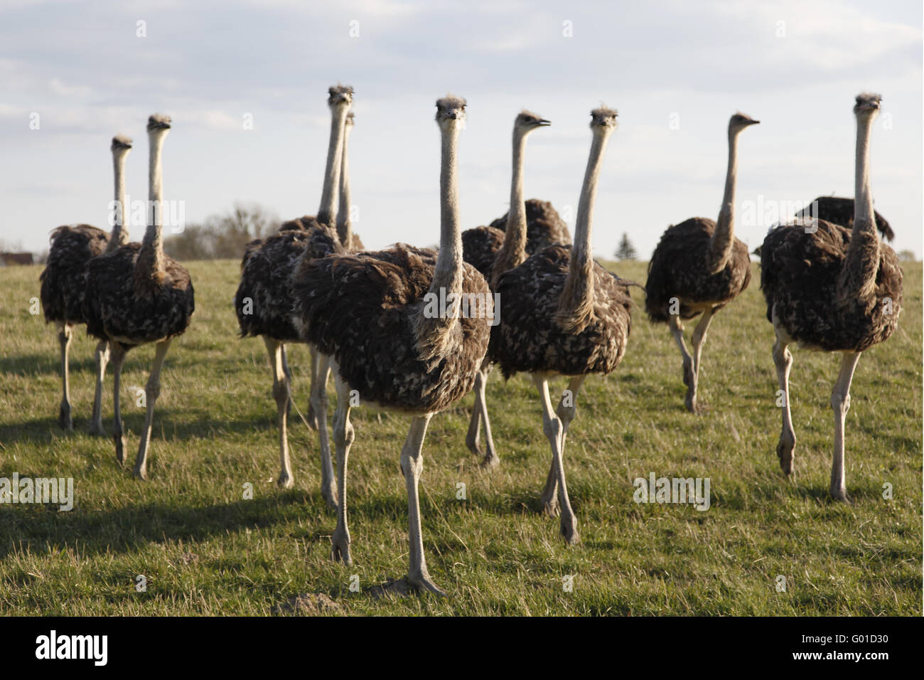 Ostrich flock Stock Photo