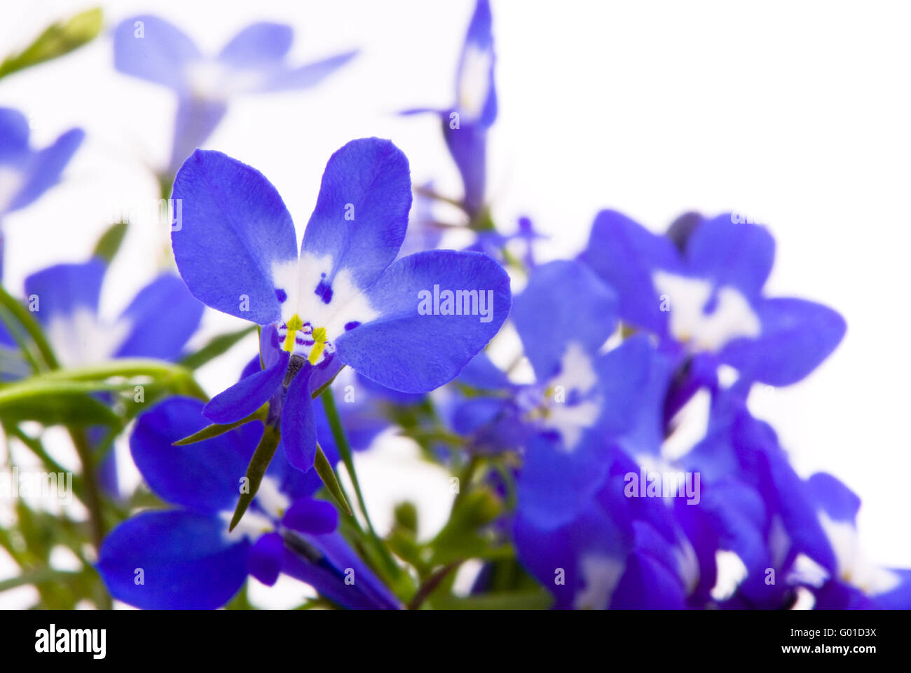 Beautiful flowers (Lobelia). Macro shot on studio white background Stock Photo