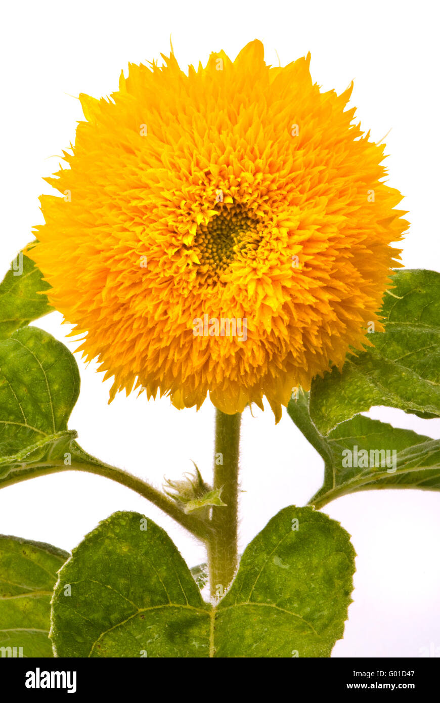 Decorative sunflower (Helianthus annuus). Macro on studio white background Stock Photo