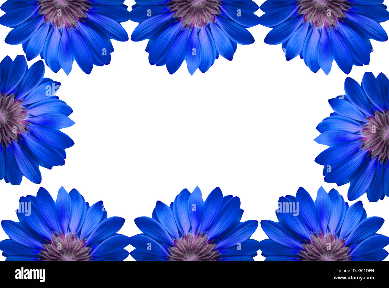 frame of blue flowers isolated on white background Stock Photo - Alamy