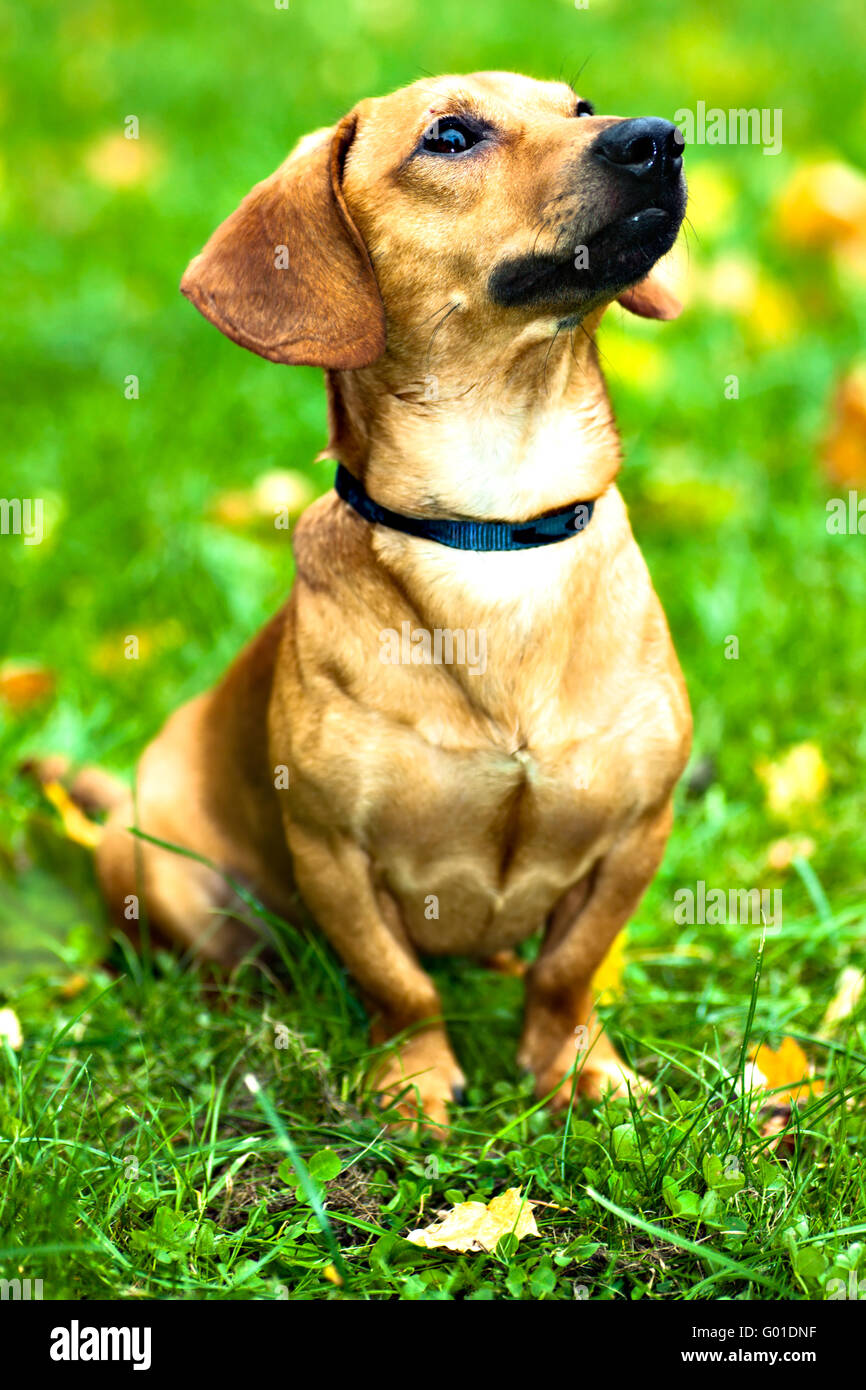 Funny dachshund puppy sit on green grass with autumn maple leaves Stock Photo