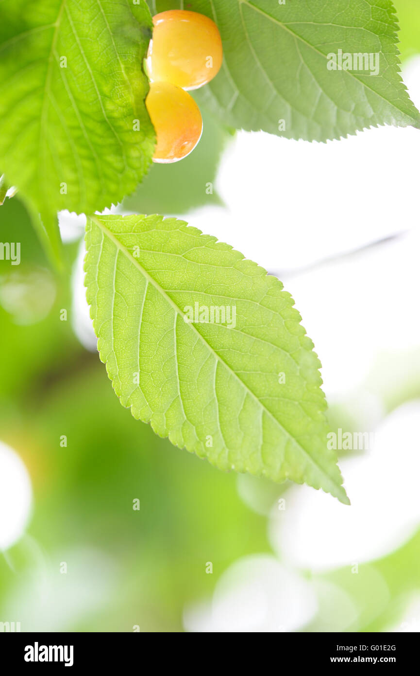 fresh cherry and leaves Stock Photo