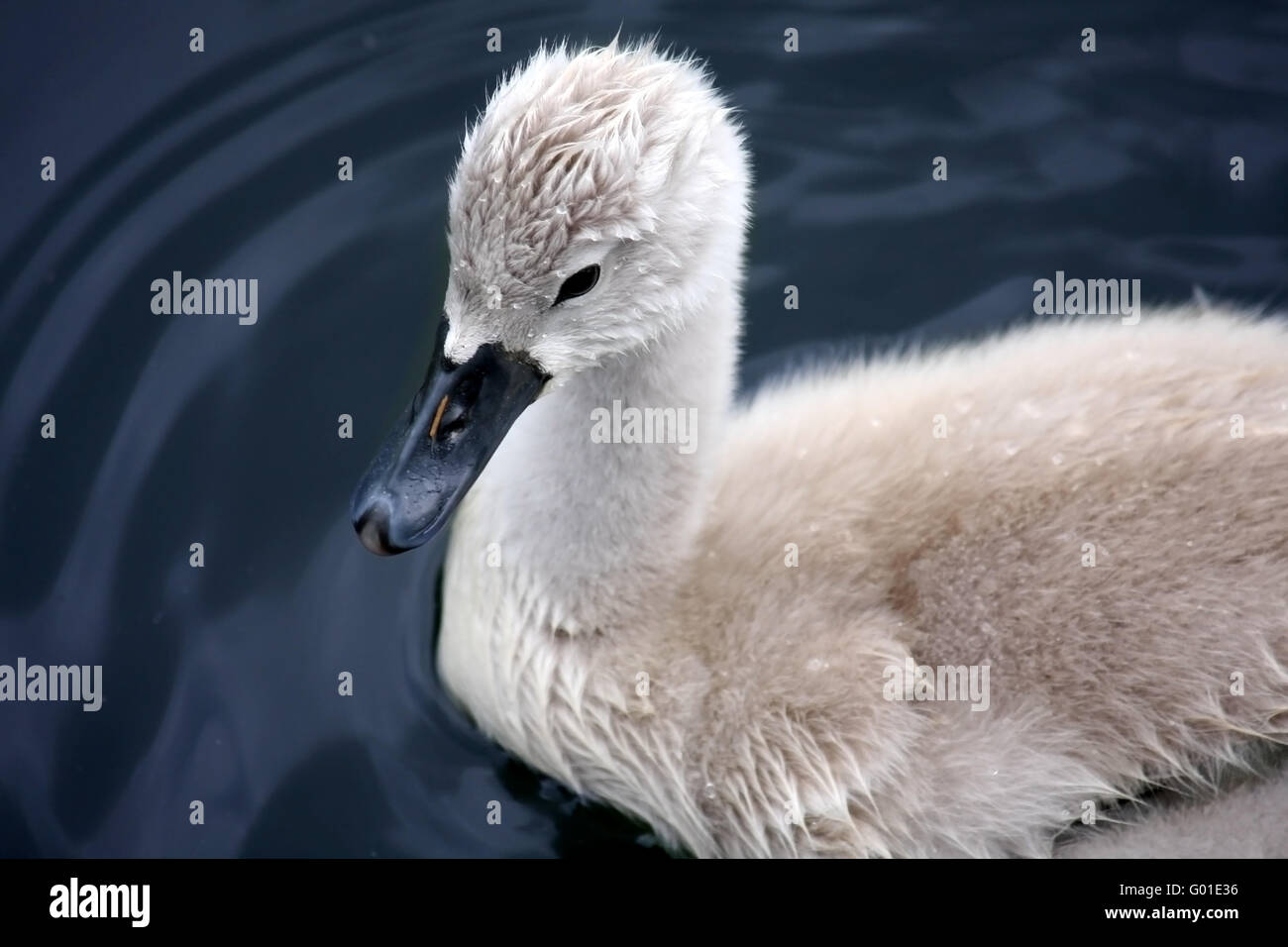 Trumpeter swan baby hi-res stock photography and images - Alamy