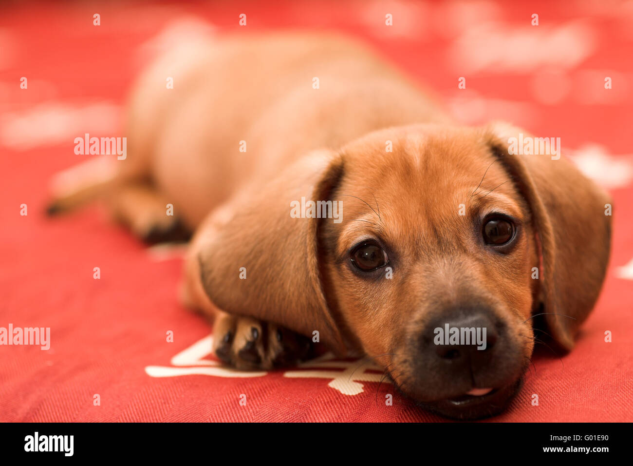Dachshund puppy lay on red sofa and yawn with tongue Stock Photo