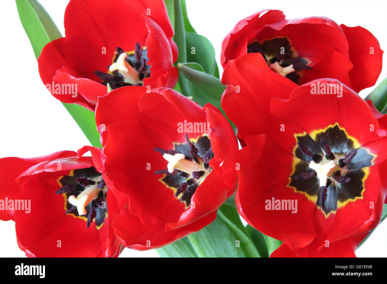 Spring flower - bouquet of red tulips. Isolated on white Stock Photo ...