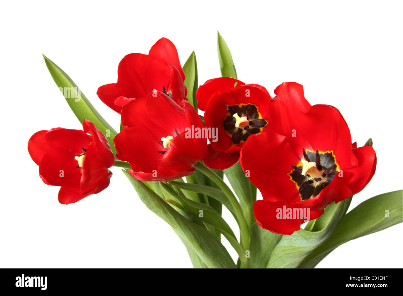 Spring flower - bouquet of red tulips. Isolated on white Stock Photo ...