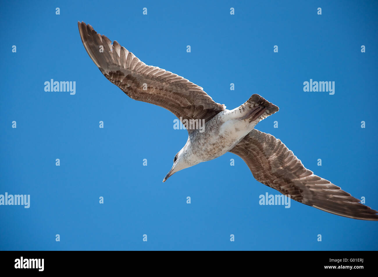 flying seagull (Larus) Stock Photo