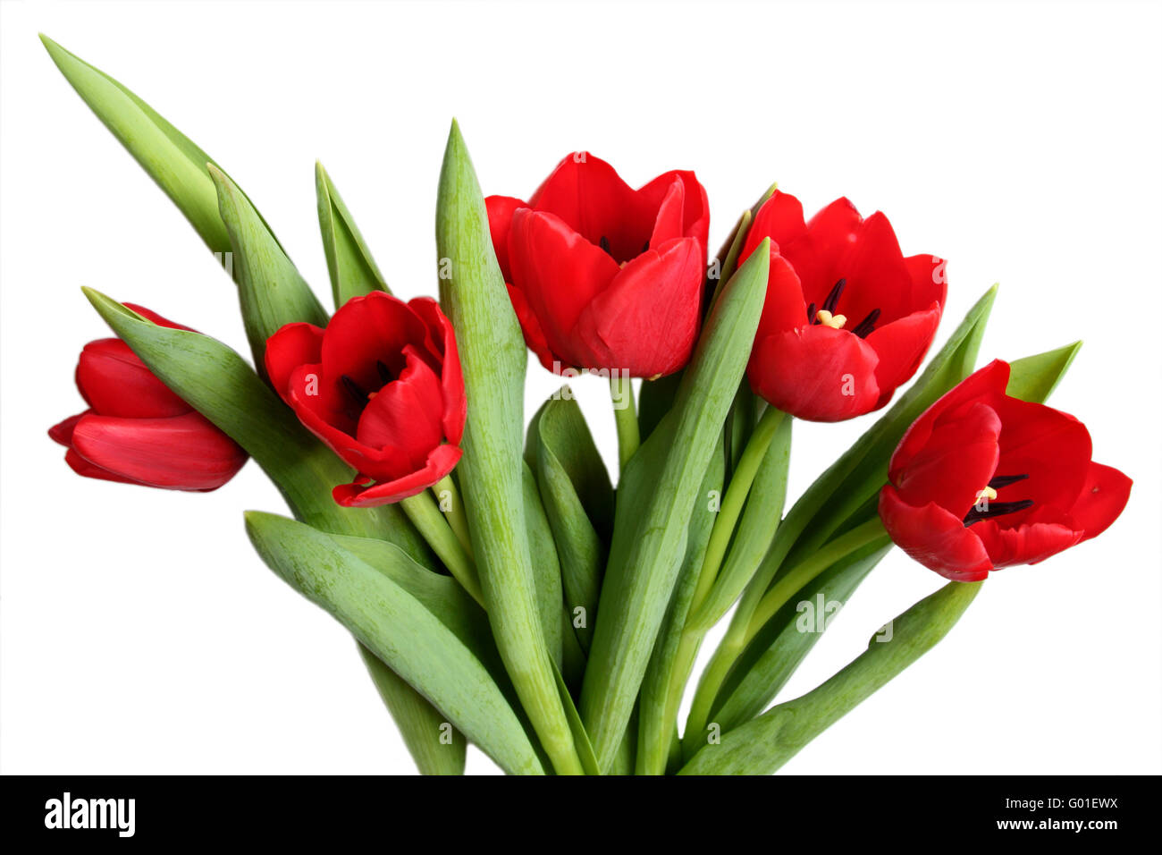 Spring flower - bouquet of red tulips. Isolated on white Stock Photo ...
