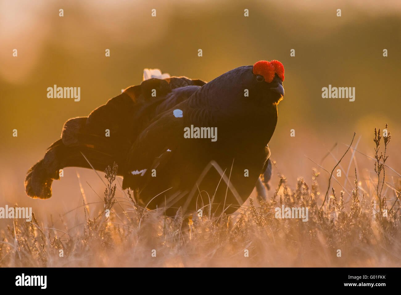 Black Grouse in the morning light at sunrise Stock Photo