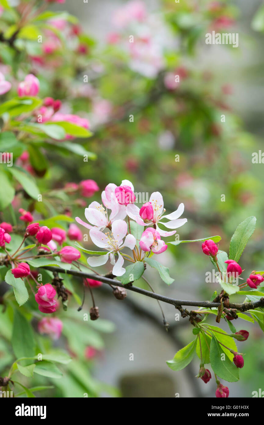 Malus floribunda. Japanese Crabapple tree blossom Stock Photo