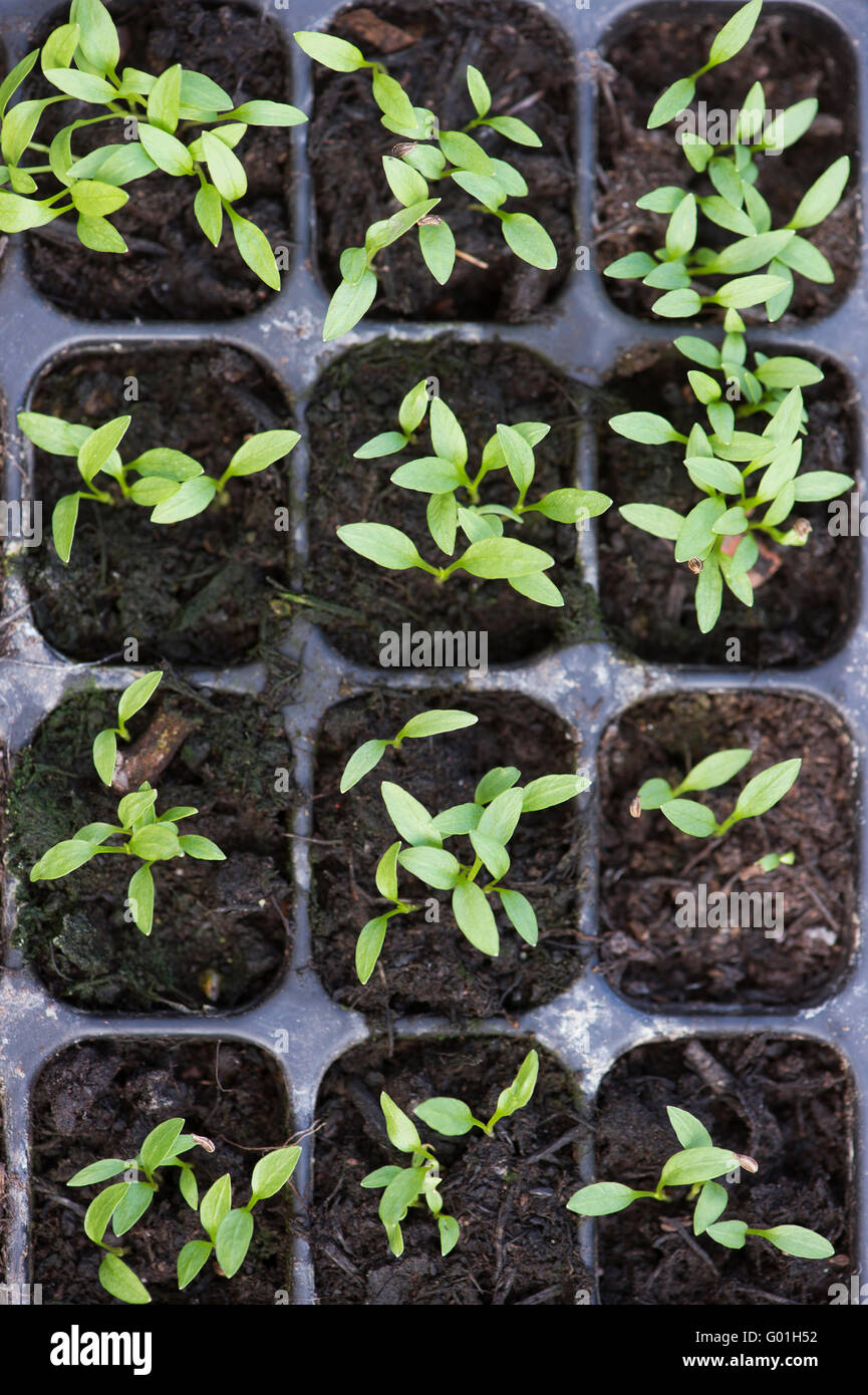 Parsley seedling hi-res stock photography and images - Alamy