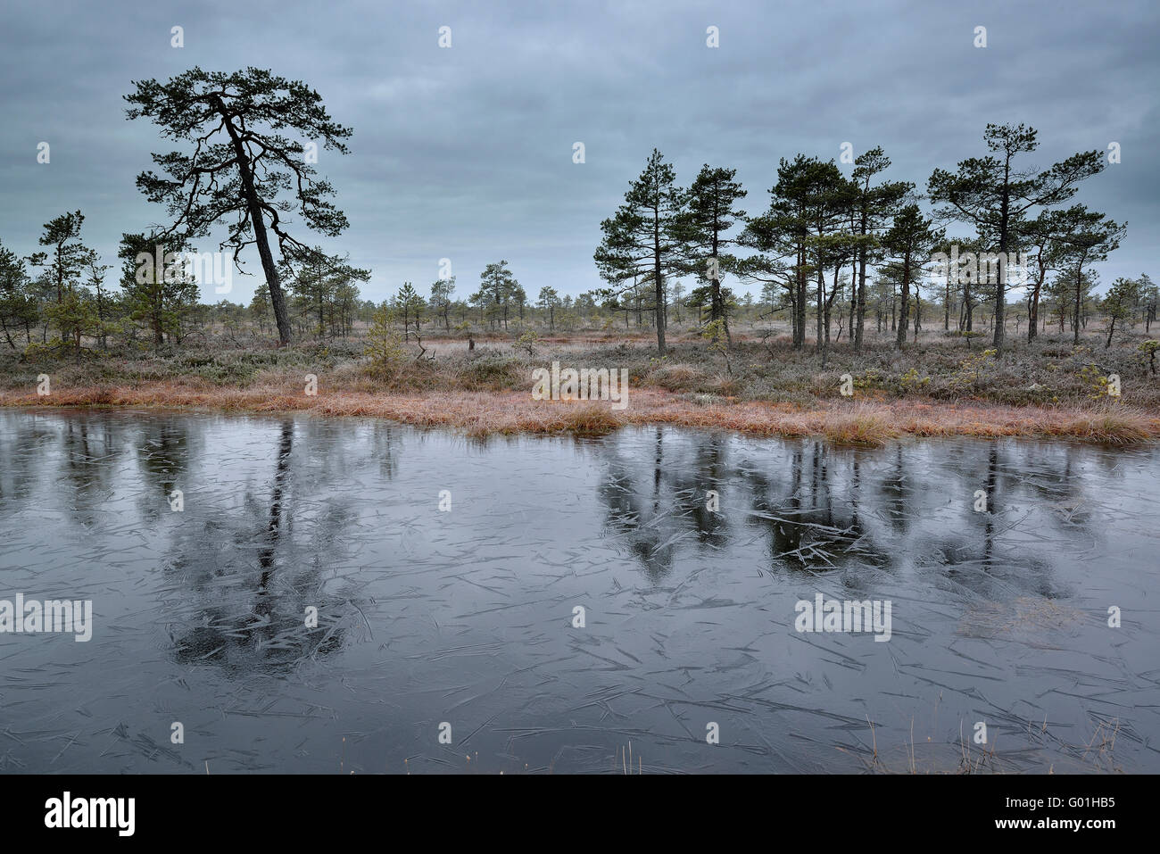 Pine trees near the frozen bog pool Stock Photo