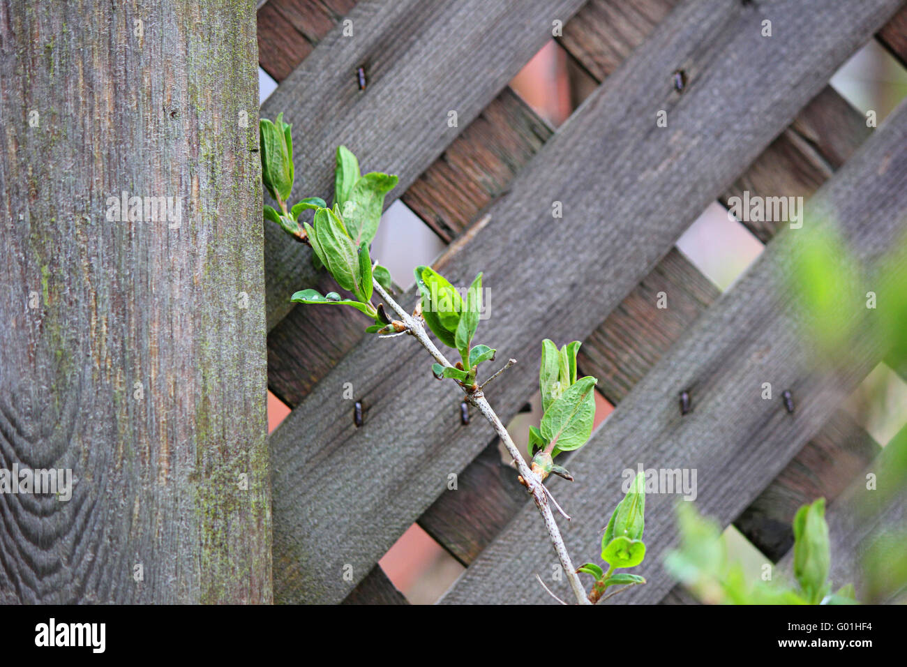 A leaning plant after a spring shower Stock Photo - Alamy