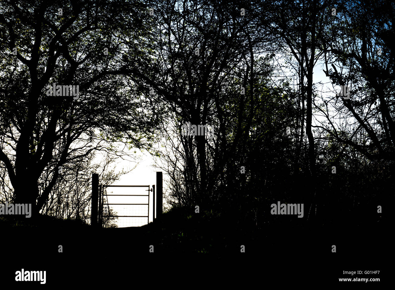 Footpath metal gate and hedgerow silhouette in the Oxfordshire countryside. England Stock Photo