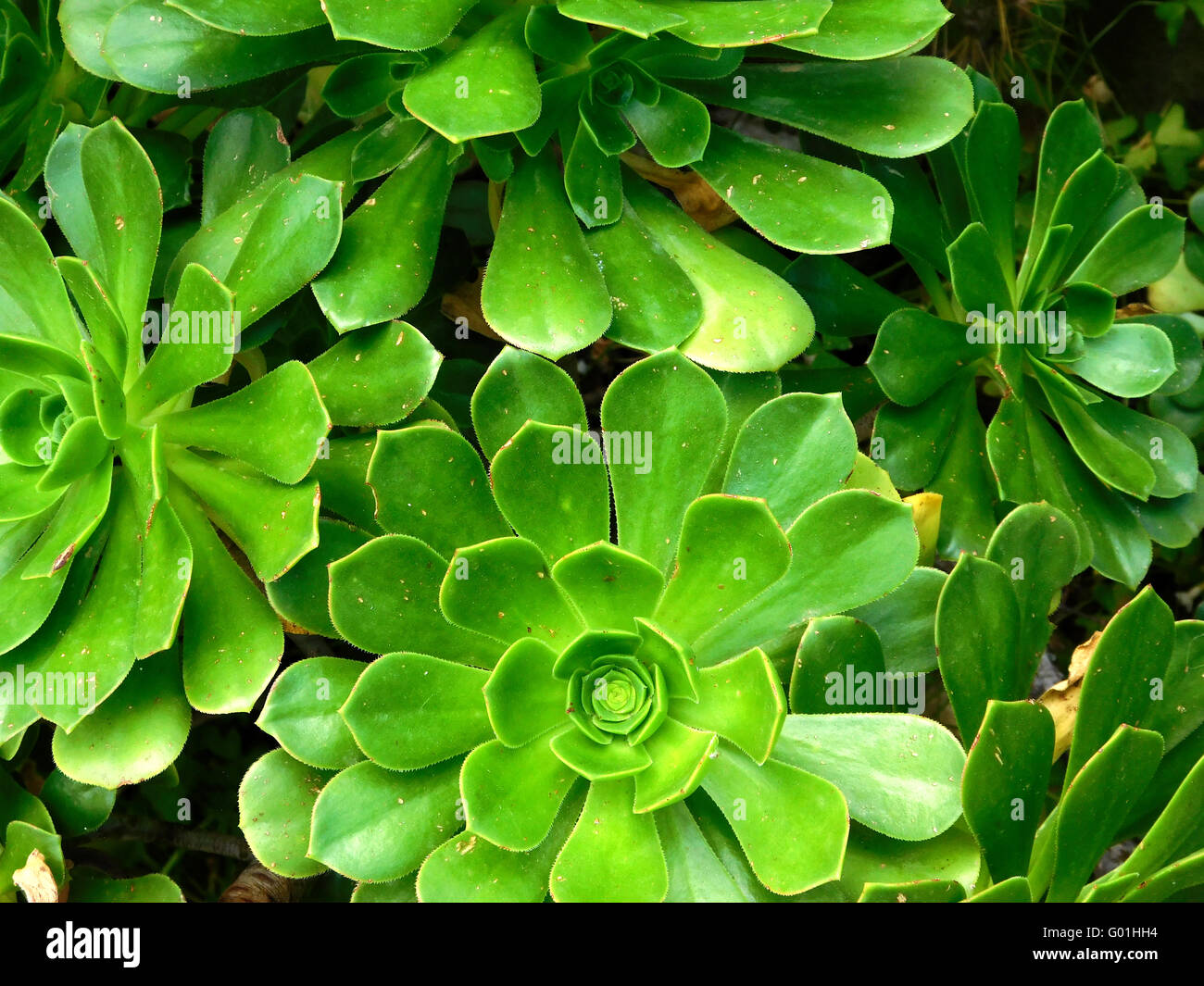 plants outside Stock Photo