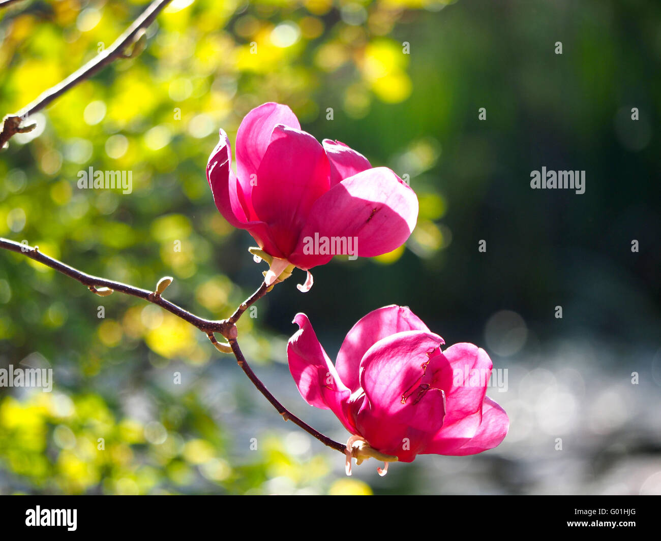 Spring blooming at Decanso Gardens Stock Photo