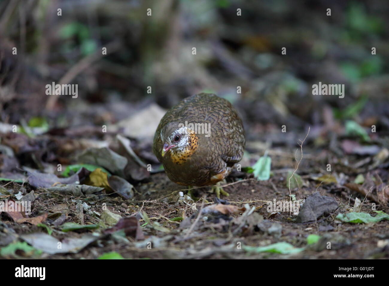 Green-legged Partridge or Scaly-breasted Partridge (Arborophila chloropus) in South Thailand Stock Photo