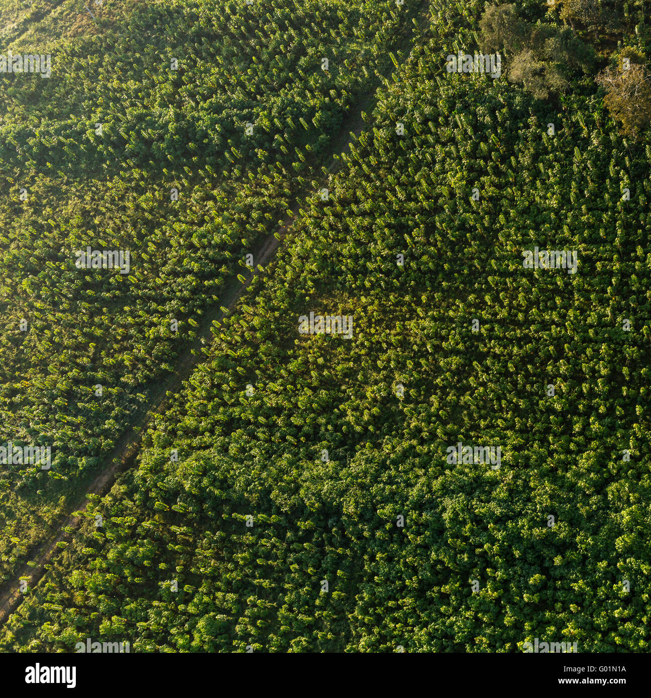 OSA PENINSULA, COSTA RICA - Aerial of two year old teak trees on sustainable teak plantation at Puerto Jimenez. Tectona grandis Stock Photo