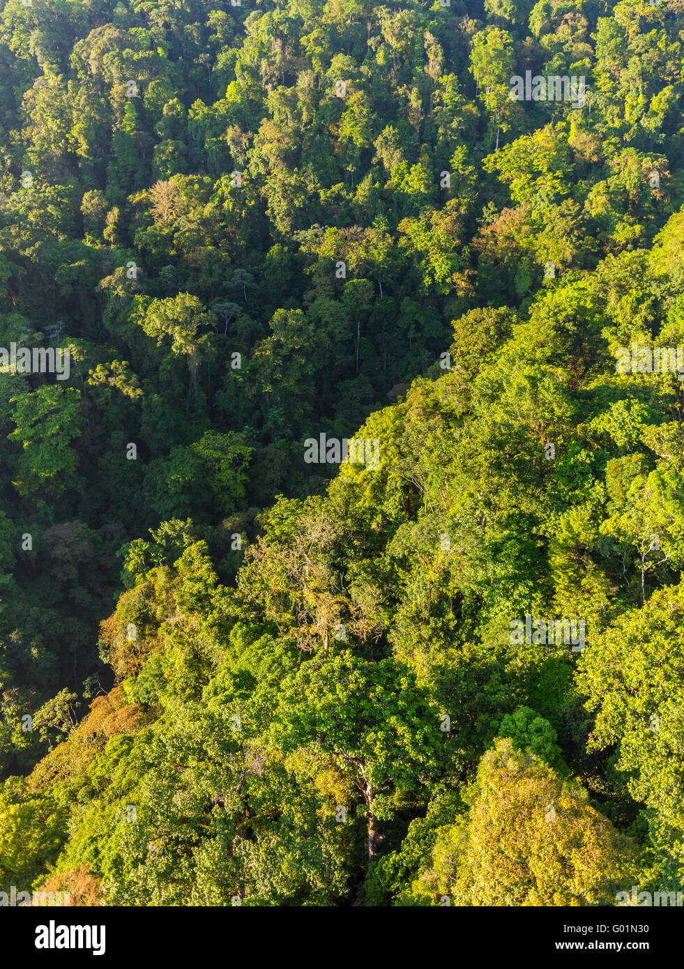 CORCOVADO NATIONAL PARK, COSTA RICA - Aerial of rain forest tree canopy and mountains, Osa Peninsula. Stock Photo