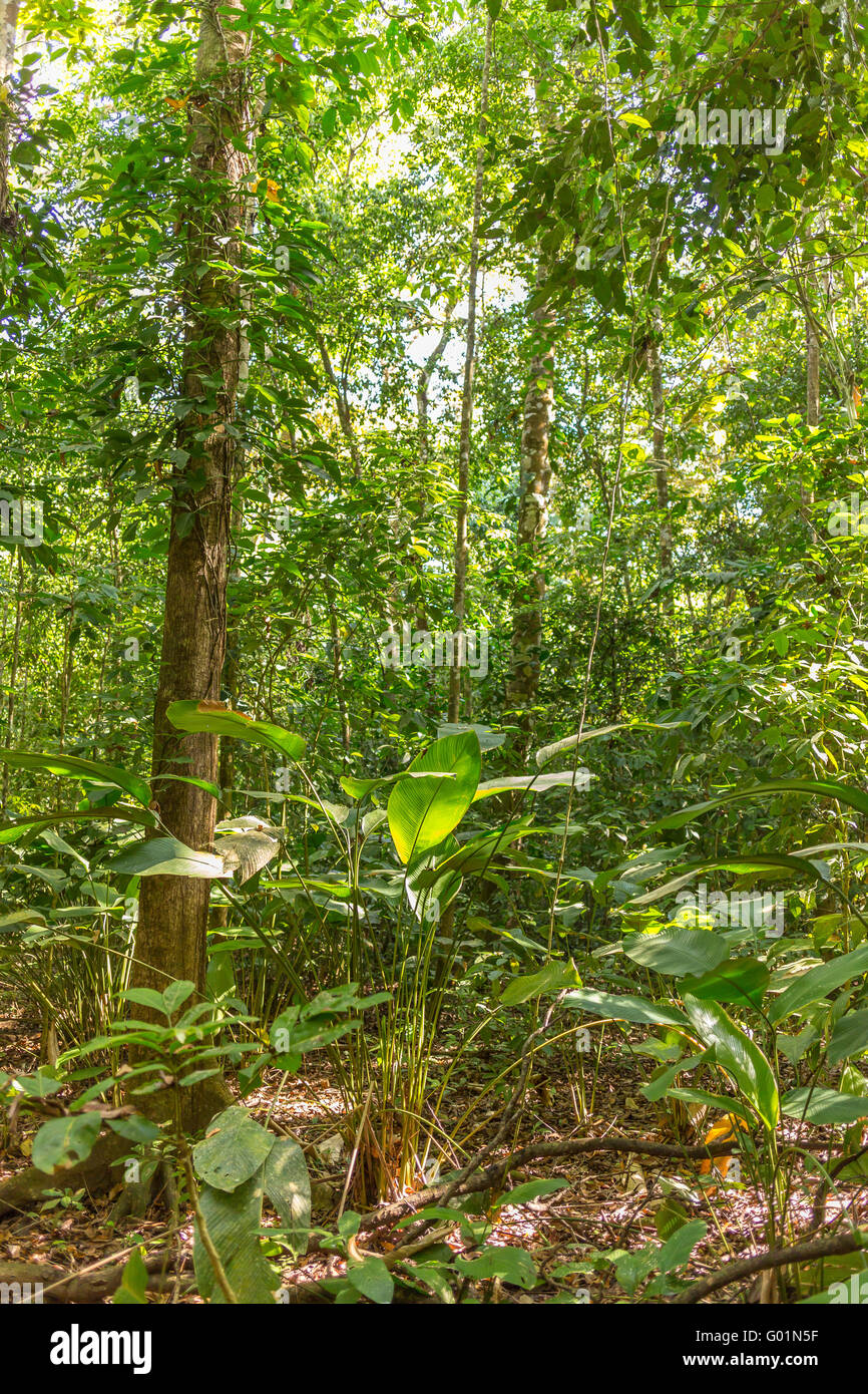 CORCOVADO NATIONAL PARK, COSTA RICA - Rain forest, Osa Peninsula. Stock Photo