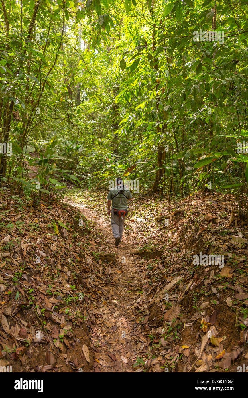 CORCOVADO NATIONAL PARK, COSTA RICA - Ecotourism guide in rain forest, Osa Peninsula. Stock Photo