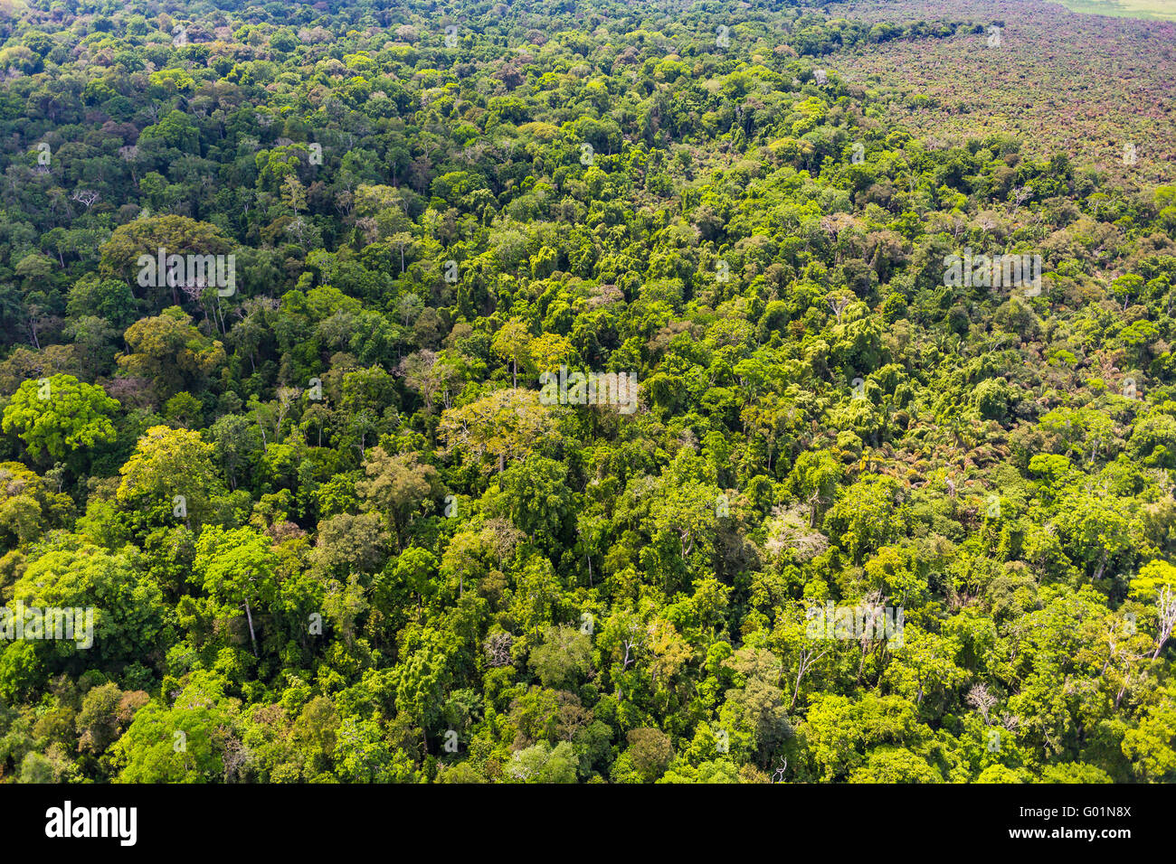 CORCOVADO NATIONAL PARK, COSTA RICA - Aerial of rain forest tree canopy, Osa Peninsula. Stock Photo