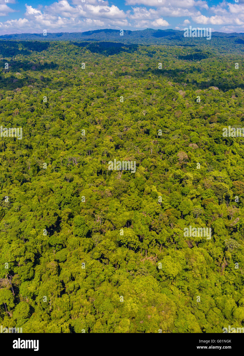 CORCOVADO NATIONAL PARK, COSTA RICA - Aerial of rain forest tree canopy, Osa Peninsula. Stock Photo