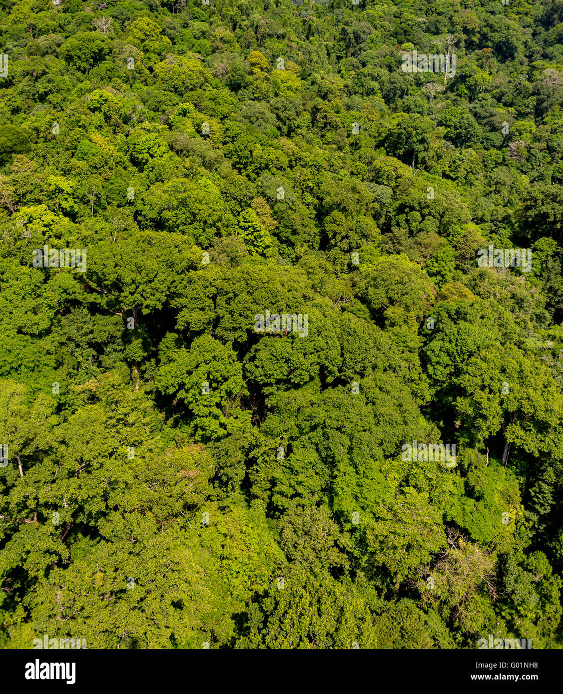 CORCOVADO NATIONAL PARK, COSTA RICA - Aerial of rain forest tree canopy, Osa Peninsula. Stock Photo