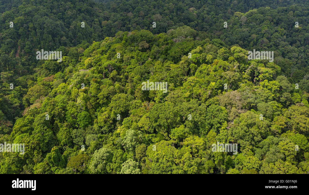 CORCOVADO NATIONAL PARK, COSTA RICA - Aerial of Osa Peninsula rain forest tree canopy. Stock Photo