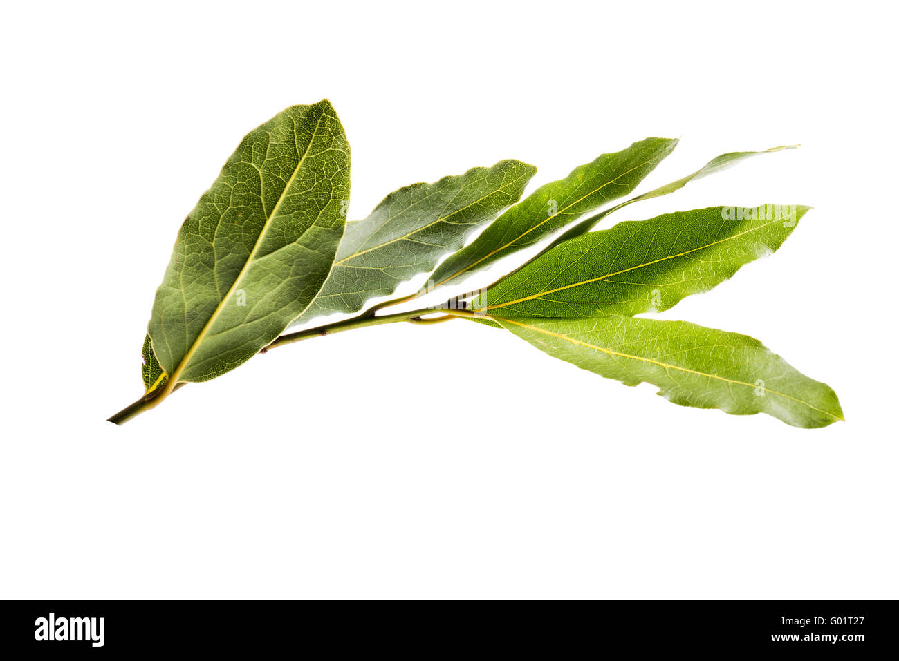 Fresh bay leaves, laurel, green, spice, herb, cutout, white background