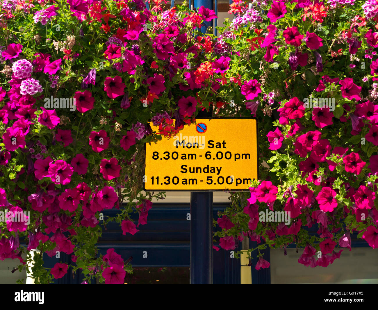 Hanging baskets of spring petunias make an attractive surround to an urban parking restrictions sign UK Stock Photo