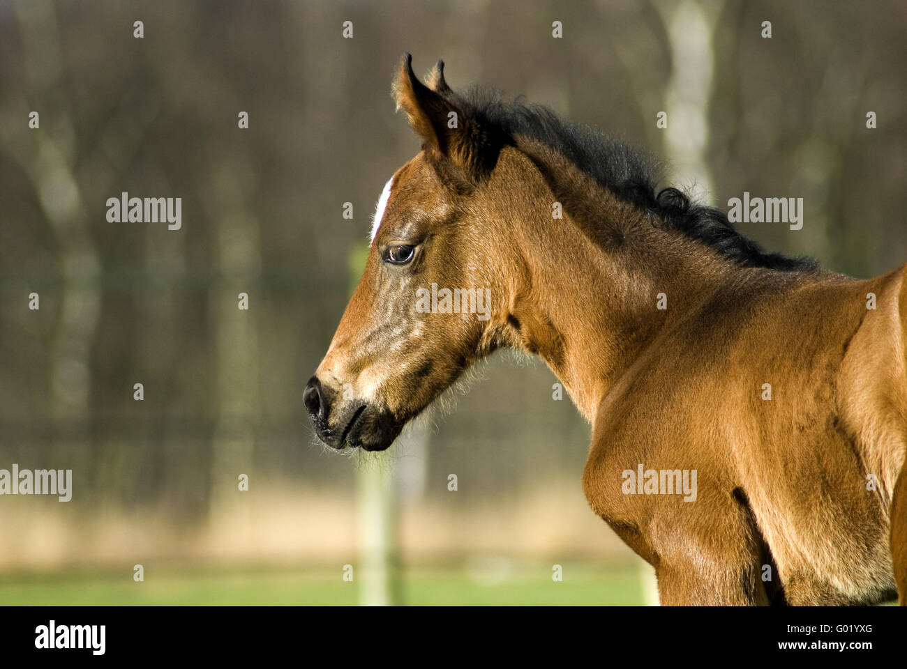 Hanoverian Foals Stock Photo