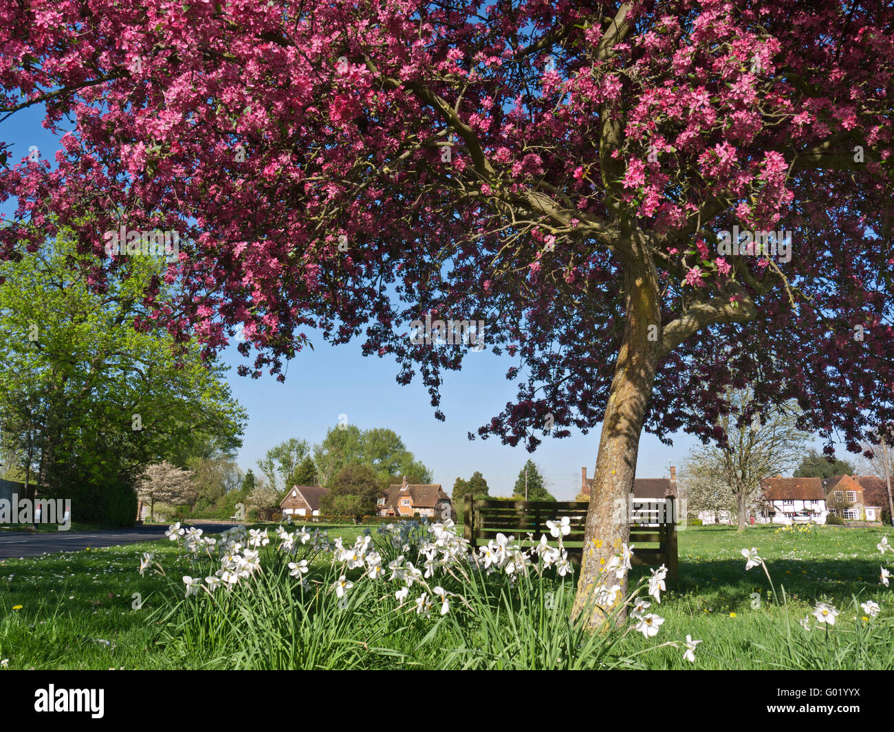 Village green bench and spring cherry tree blossom and daffodils at historic Send Ripley Surrey UK Stock Photo