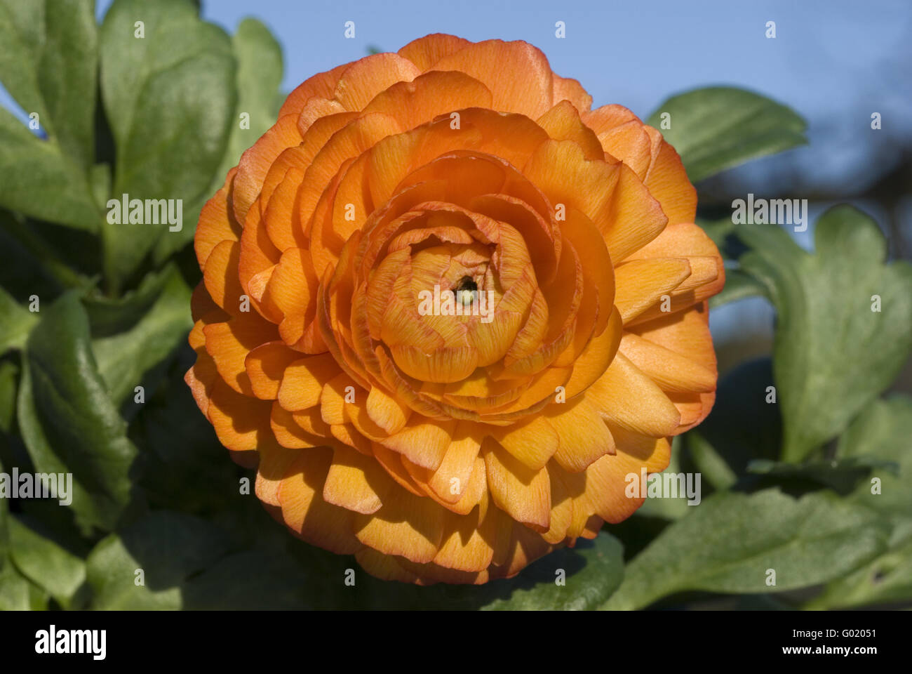 Butterblume hi-res stock photography and images - Alamy