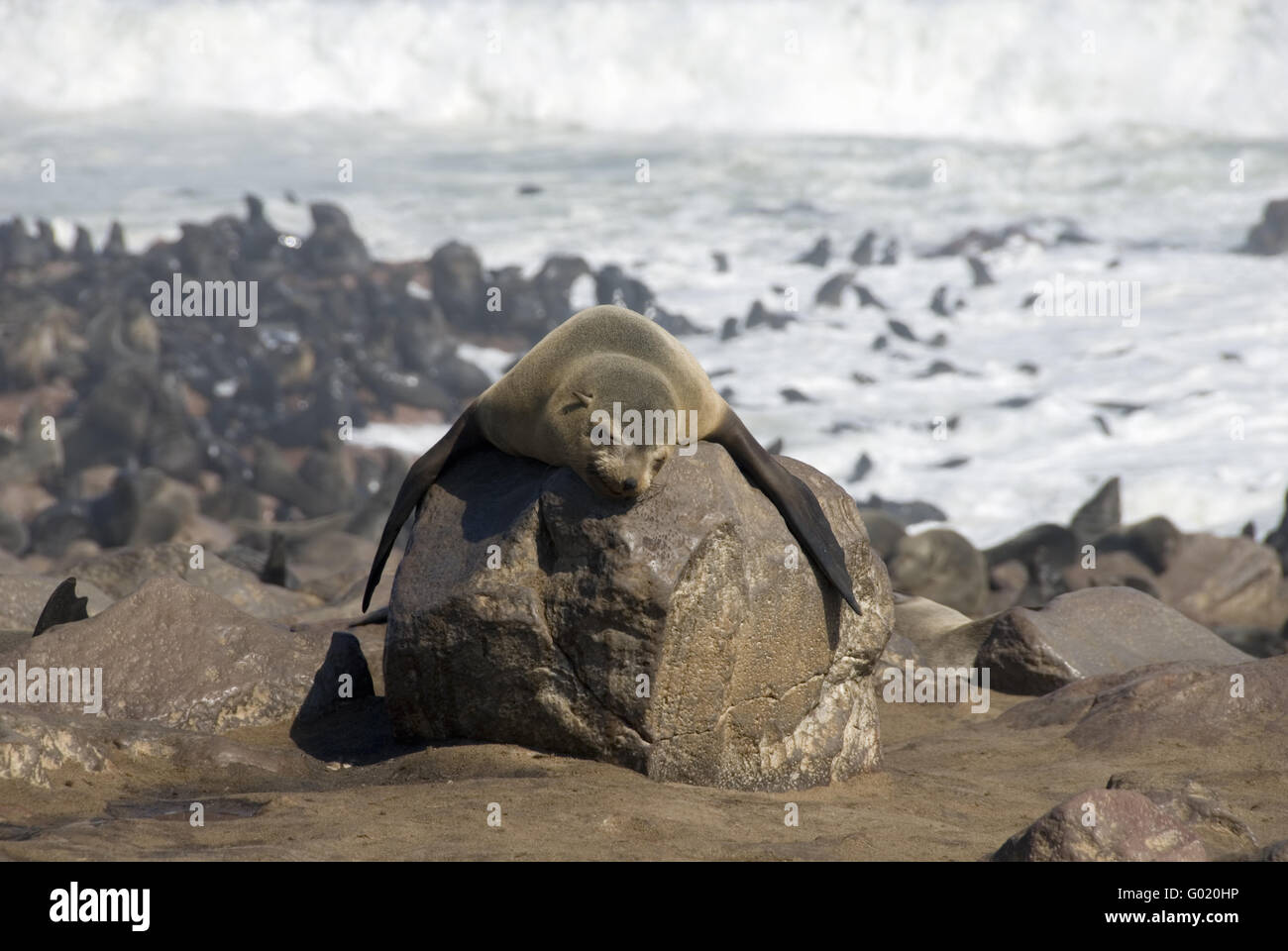 Cape Fur Seal Stock Photo