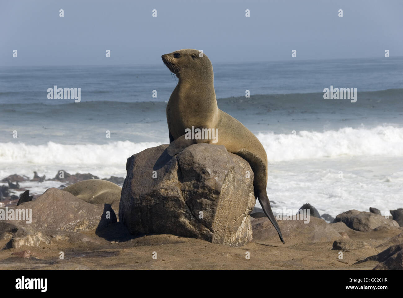 Cape Fur Seal Stock Photo