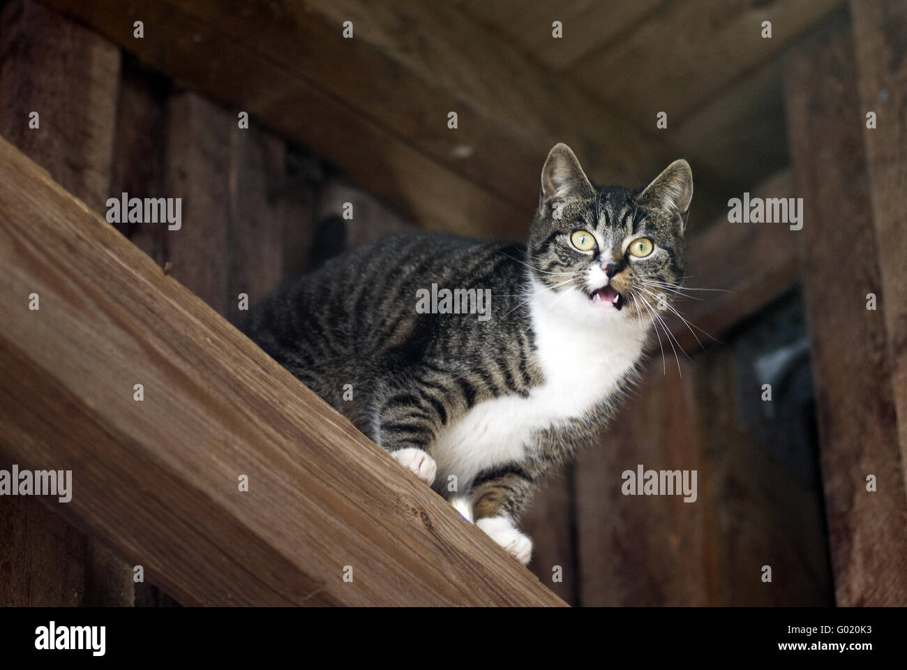 Domestic Cat Stock Photo